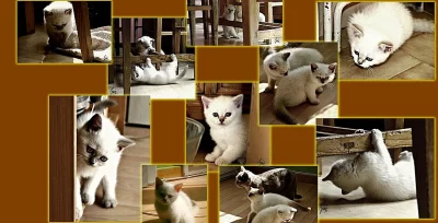 Britská koťátka- Color point